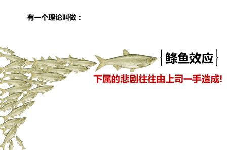 鰷魚效應|鰷魚效應(頭魚理論):管理學啟示,注意區分,